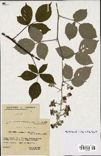 spécimen de Rubus apiculatus