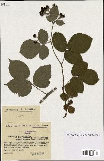 spécimen de Rubus apiculatus