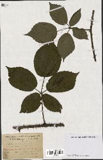 spécimen de Rubus macrophyllus