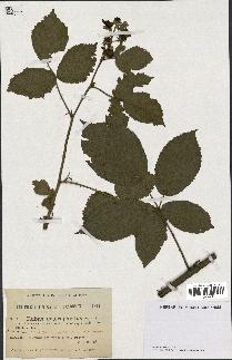 spécimen de Rubus macrophyllus