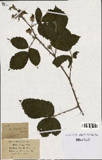 spécimen de Rubus radula