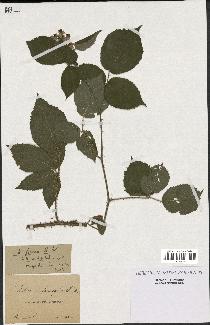 spécimen de Rubus fuscus