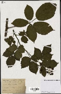 spécimen de Rubus macrophyllus