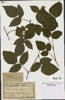 spécimen de Rubus hirtus