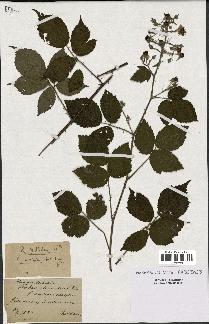 spécimen de Rubus pallidus