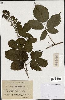 spécimen de Rubus silesiacus