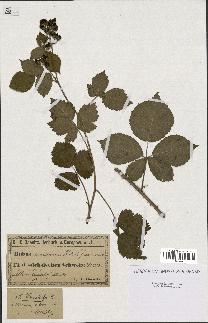 spécimen de Rubus dumetorum