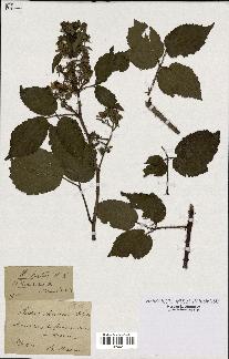 spécimen de Rubus hirtus