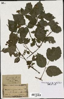 spécimen de Rubus hirtus