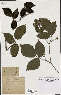 spécimen de Rubus hirtus