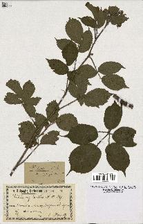 spécimen de Rubus hirtus