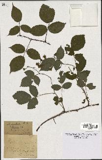 spécimen de Rubus hirtus