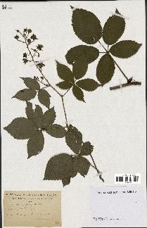 spécimen de Rubus sprengelii