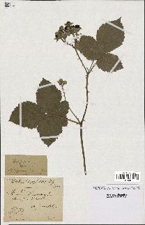 spécimen de Rubus vespicum