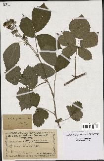 spécimen de Rubus virgultorum