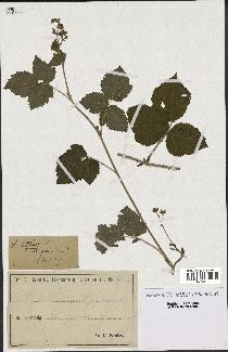 spécimen de Rubus caesius