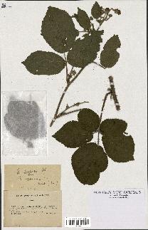 spécimen de Rubus serpens