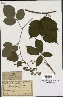 spécimen de Rubus serpens