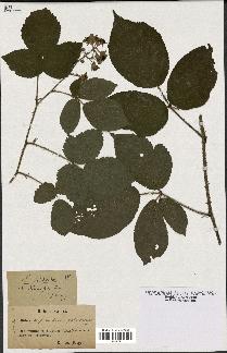 spécimen de Rubus serpens