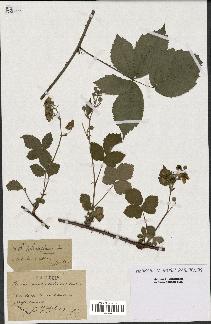 spécimen de Rubus sulcatiformis