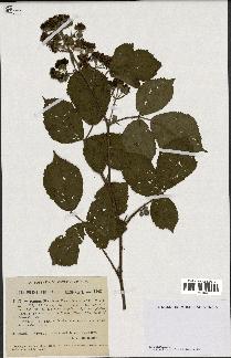 spécimen de Rubus danicus