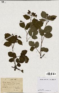 spécimen de Rubus sulcatus