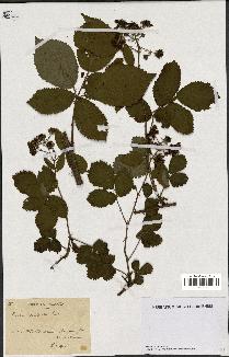 spécimen de Rubus sulcatus