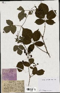 spécimen de Rubus plicatus