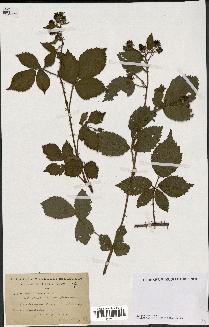 spécimen de Rubus nitidus