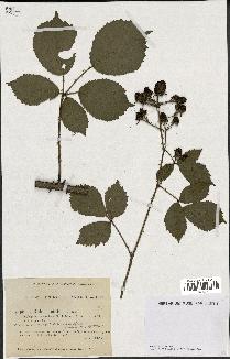 spécimen de Rubus nitidus