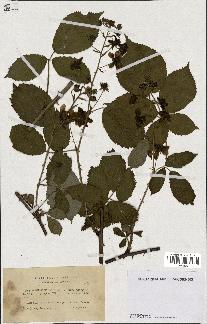 spécimen de Rubus sulcatus