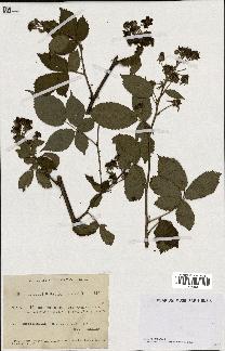 spécimen de Rubus sulcatus