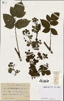 spécimen de Rubus fissus