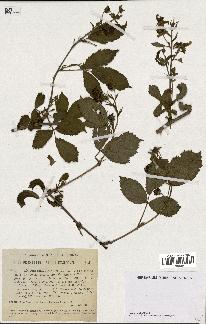 spécimen de Rubus sulcatus