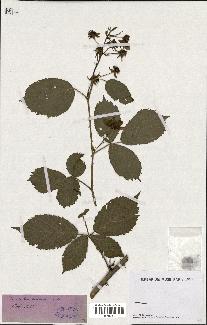 spécimen de Rubus sulcatus