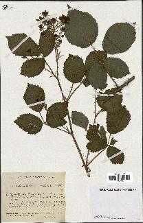 spécimen de Rubus montanus