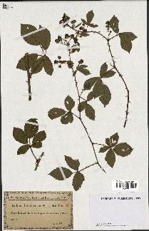 spécimen de Rubus divaricatus