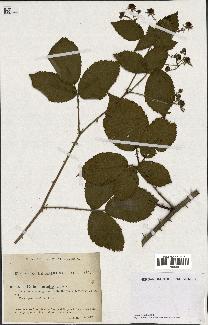 spécimen de Rubus nitidus