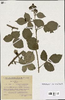 spécimen de Rubus vestitus