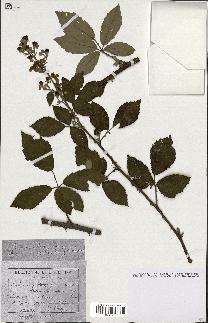 spécimen de Rubus ulmifolius x tomentosus