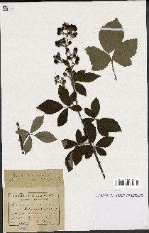 spécimen de Rubus ulmifolius x tomentosus