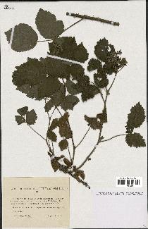 spécimen de Rubus carneistylus