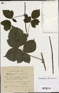 spécimen de Rubus caesius x bifrons