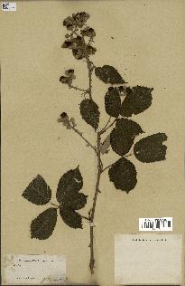 spécimen de Rubus sp.