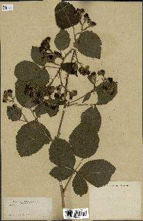 spécimen de Rubus sp.
