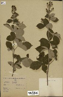spécimen de Rubus sp.