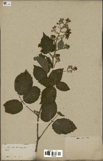 spécimen de Rubus sp.