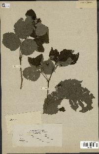 spécimen de Rubus sp.