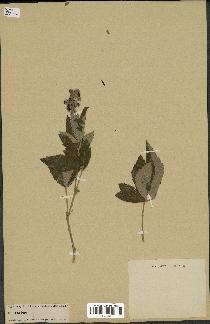 spécimen de Rubus sp.