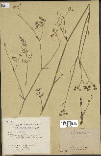 spécimen de Foeniculum vulgare